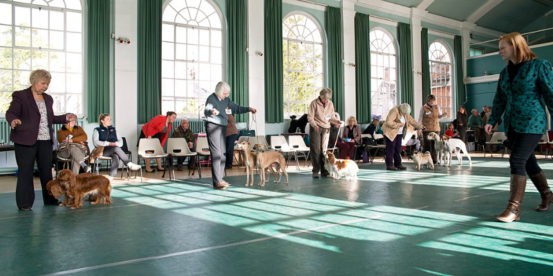 Flooring for Dog Training and Clubs